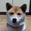 dogshiba