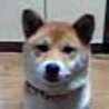 dogshiba