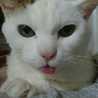 niyaomom