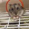 きなことおもち☆