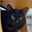 ねこmatsu