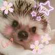 ペリウィンクル☆