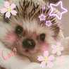 ペリウィンクル☆