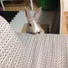 さとーのだいちゃん