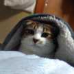 きょむりんがる