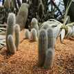 OAAAAAAAN