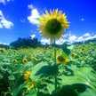 クック5KFYMD☆