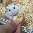 Ｏmochi♡