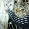 りっちょん猫ママ