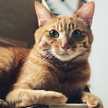 kine猫