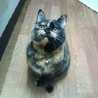 こばやしねこ