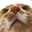 うさぎミルクティー