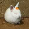 雪色のうさぎ