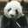 panda0317