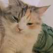 ＊ねこるぅん＊