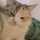 *ねこるぅん* *ねこるぅん*