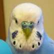 ぴこたん