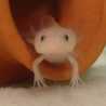 まるチ