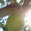 Nisy