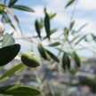 oliveyou