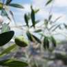 oliveyou
