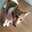 みけけねこ