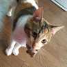 みけけねこ