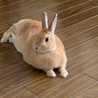 うさぎのハニー