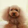 diamondogs