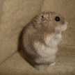 さちあさ