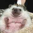 こりん｡･☆