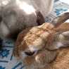 うさぎのmamma☆