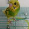 インコのぴーちゃん