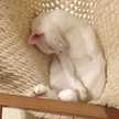 シャルの部屋