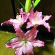 Flowerブーケ