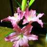 Flowerブーケ