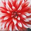 Lily1540
