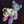 acidmoon