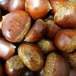 moguyum