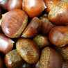 moguyum