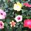 bouquet♫♬