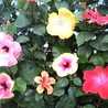 bouquet♫♬