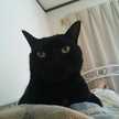 くろねこくろくん