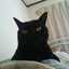 くろねこくろくん