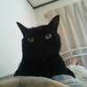 くろねこくろくん