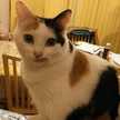 猫のかあちゃん