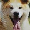 SACHI☆YA
