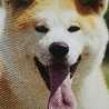 SACHI☆YA