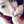 nico＊chop