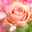 ♡咲彩ママ♡
